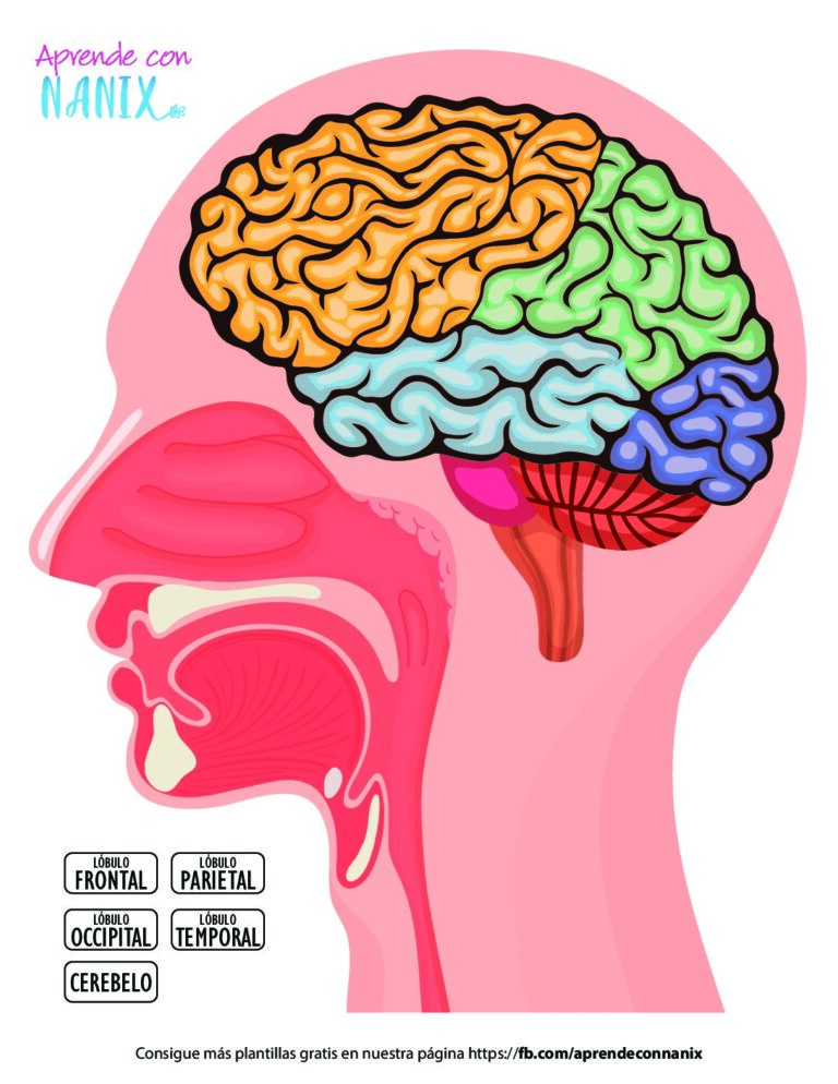 Plantilla del Cerebro