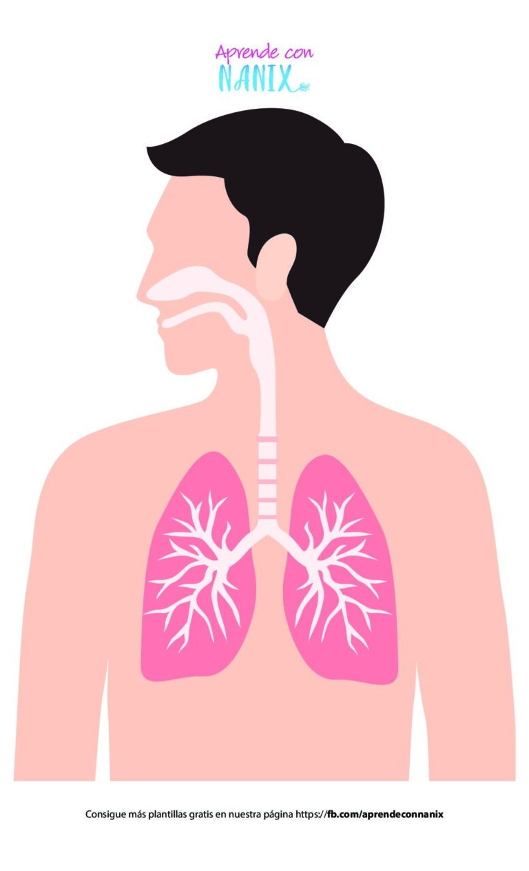 Plantilla Sistema Respiratorio