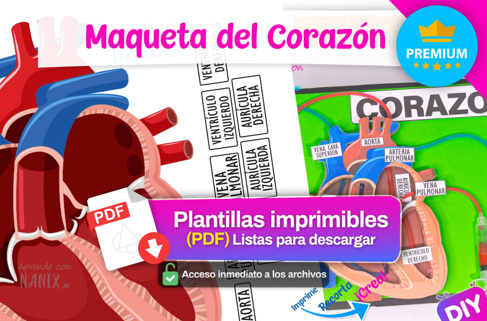 Plantilla Maqueta Funcional del Corazón