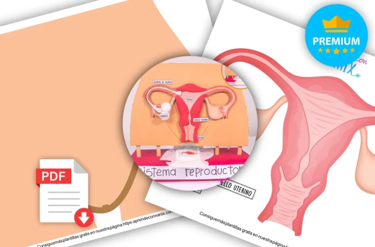Plantilla Sistema Reproductor Femenino