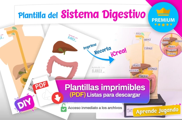 Plantilla del Sistema Digestivo