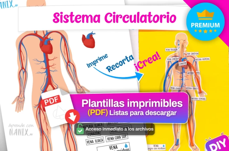 Plantilla Sistema Circulatorio